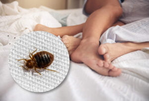 Bed Bugs hiding places - mattresses, luggage