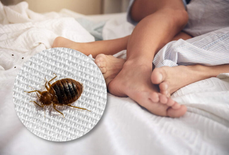 Bed Bugs hiding places - mattresses, luggage
