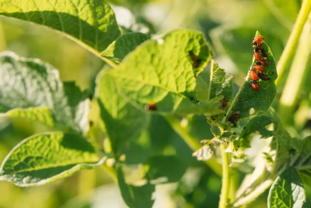 Pest Control Methods
