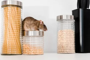 What Are the Most Common Pantry Pests?