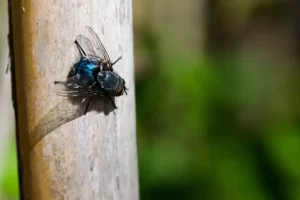 Common Household Flies