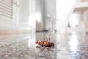 Increased Pest Sightings and Dead Insects