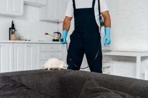 Pest Control Preventive Measures and Maintenance