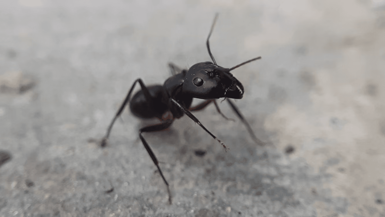 A close-up of a carpenter ant