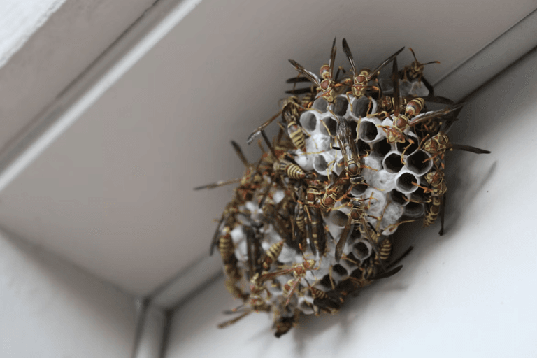 An exposed wasp nest