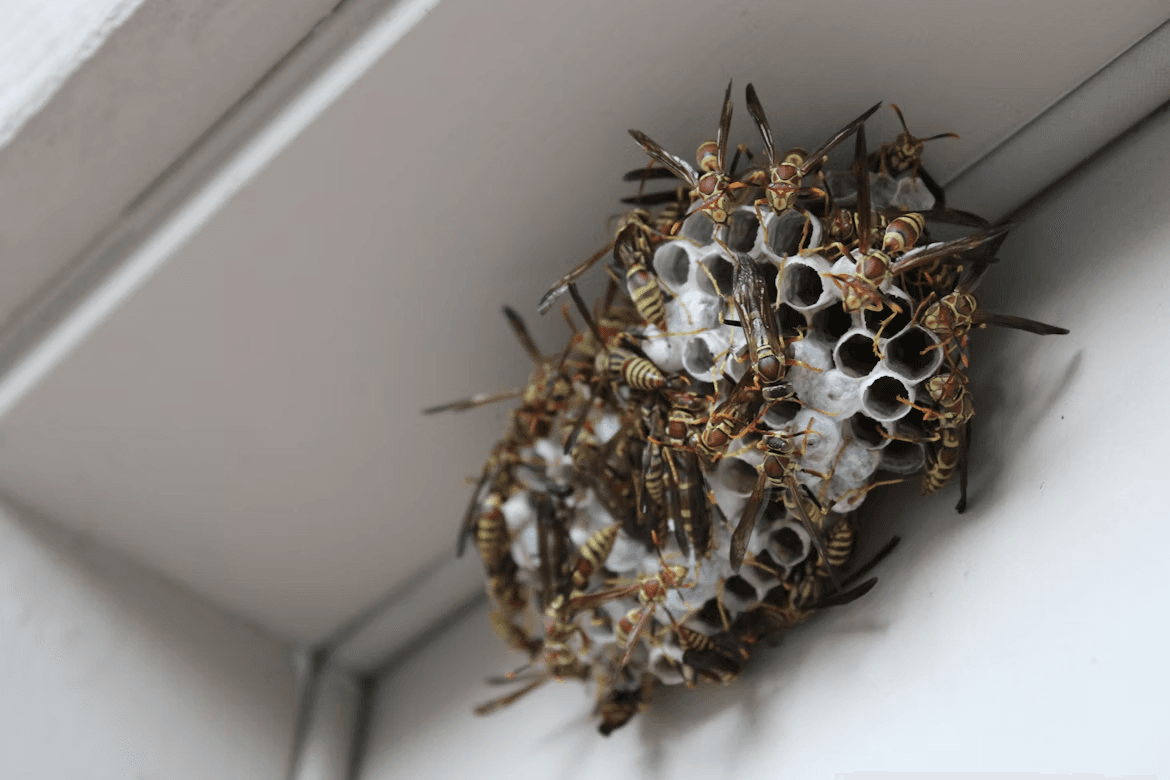 An exposed wasp nest 
