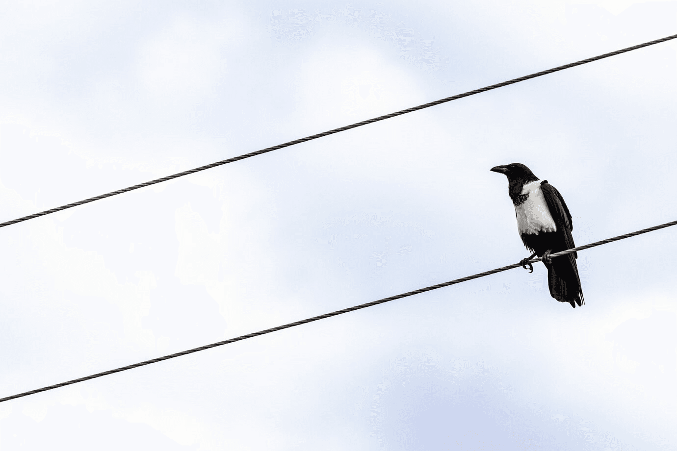 A crow