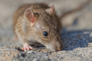 A close-up of a mouse