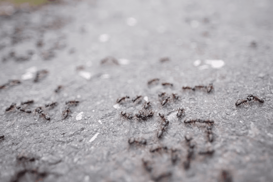 A close-up of ants