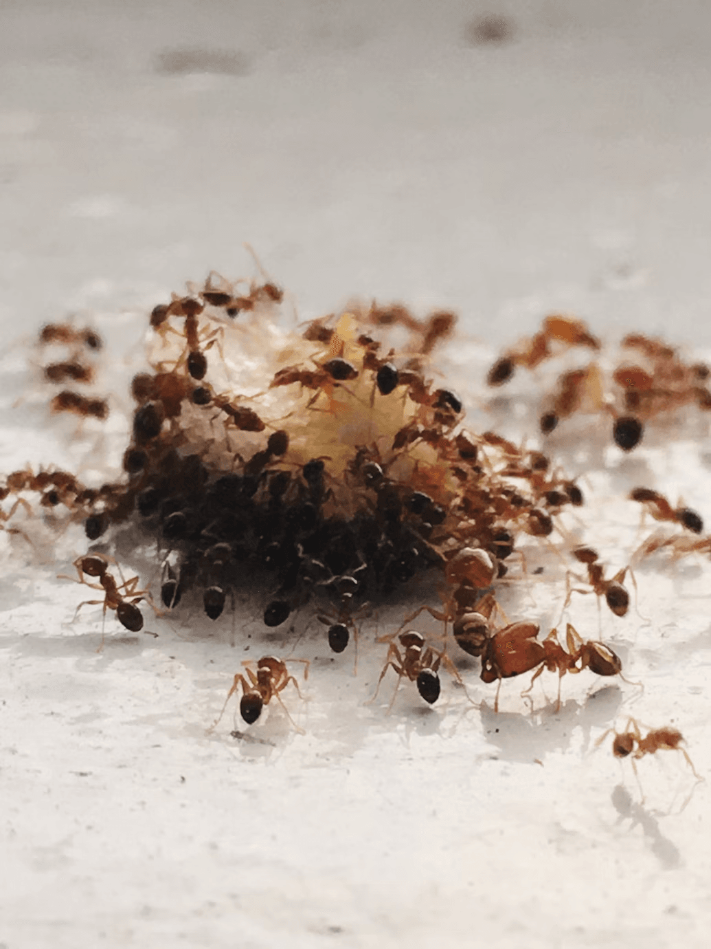 A close-up of ants 