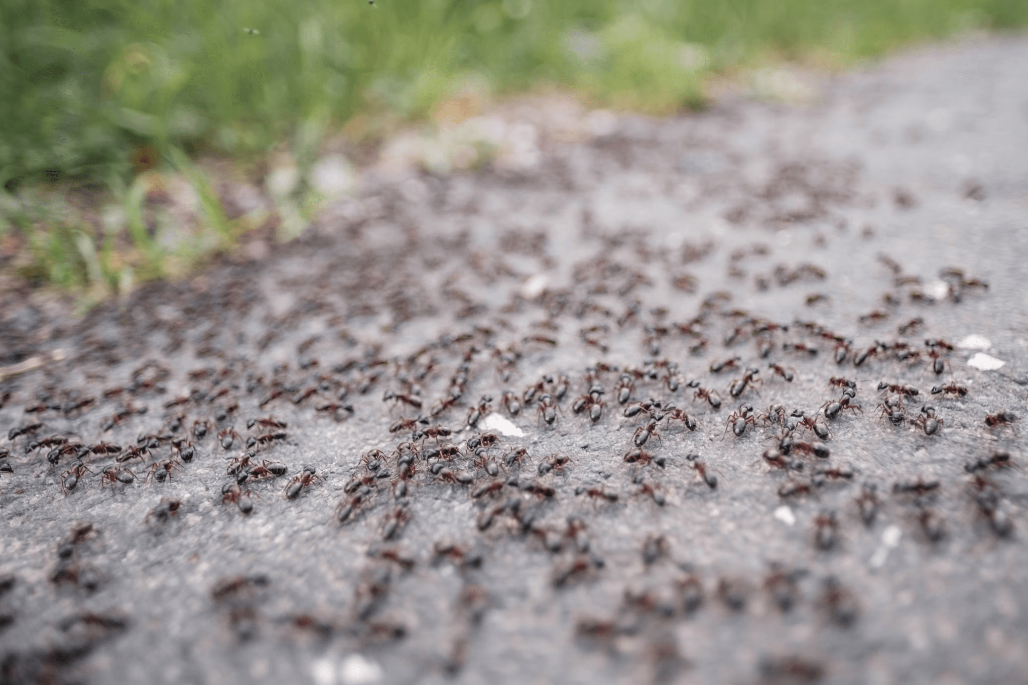 A swarm of ants 