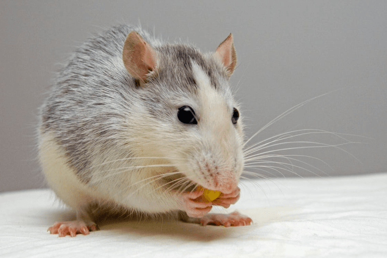 A mouse
