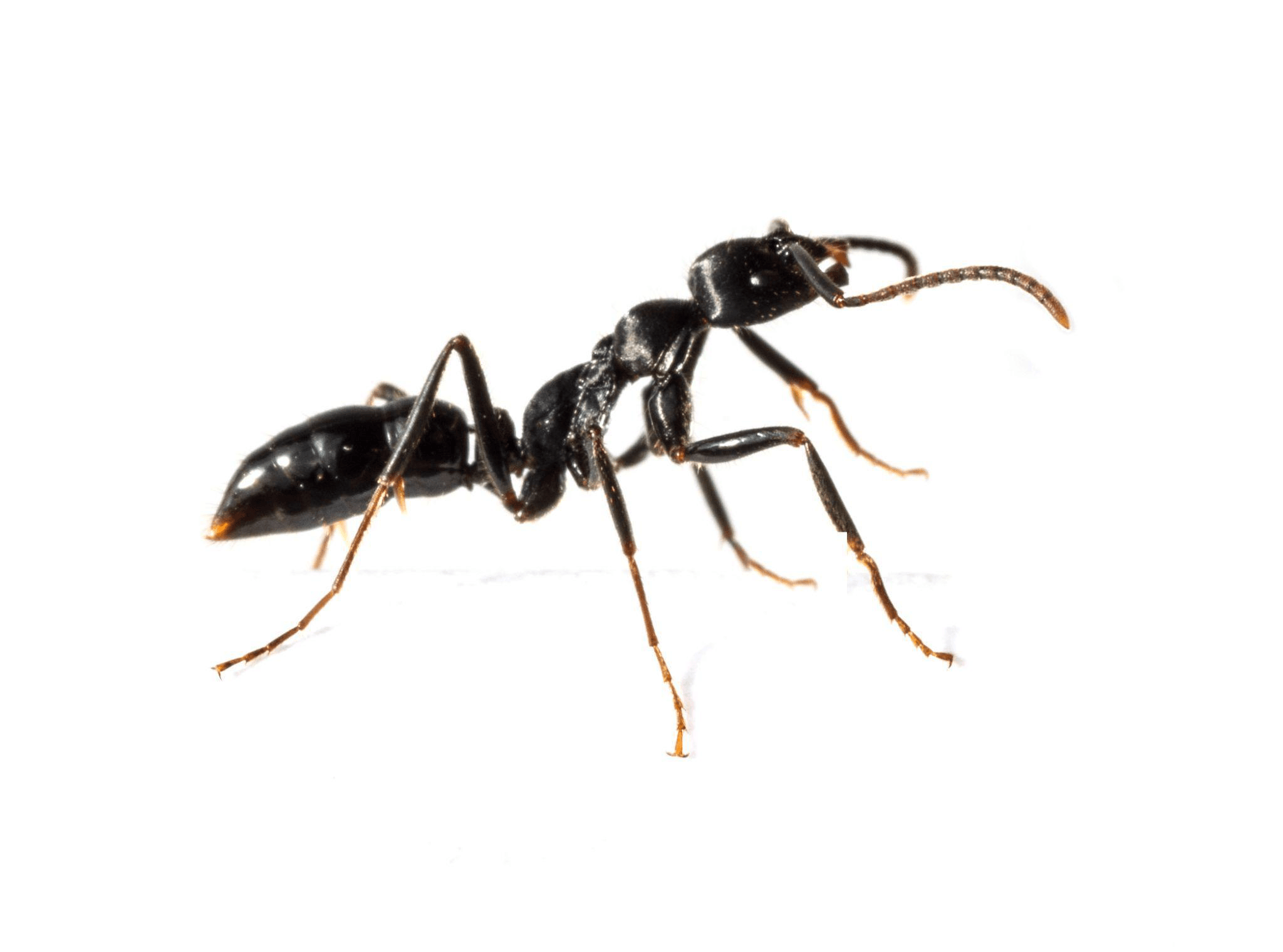 close-up shot of a black ant 