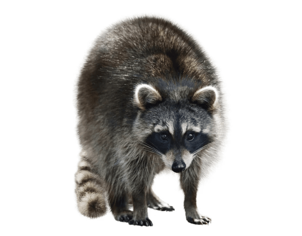 close-up shot of a grey raccoon sitting