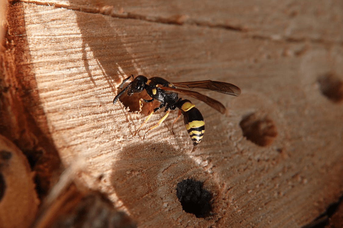 close-up of a wasp sitting on a wooden platform entering a hole