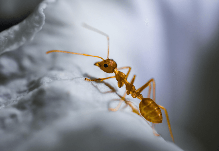 Ant crawling on a surface indoors, a common infestation in Vancouver homes