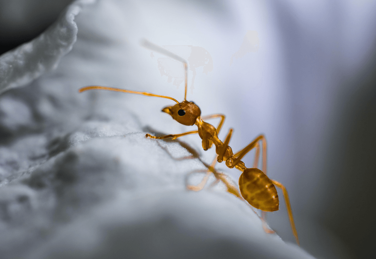 Ant crawling on a surface indoors, a common infestation in Vancouver homes