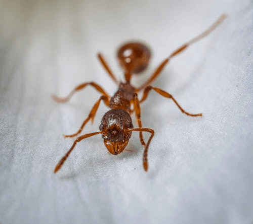 Close-up macro shot of an ant on a surface in a Vancouver home
