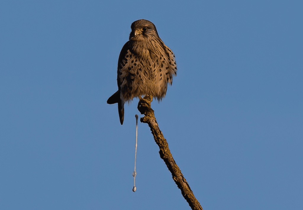 Close-up of bird droppings causing damage to outdoor surfaces in Vancouver