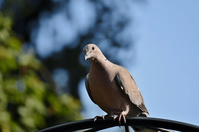 Pigeon perched on the edge of a fence in Vancouver
