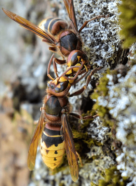 Two hornets close-up