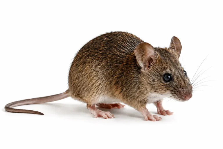 Scientific Mouse image.